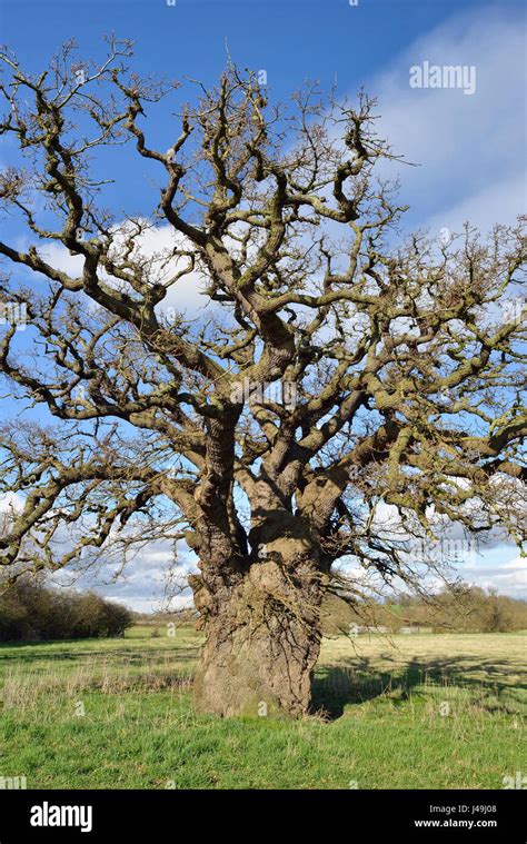 Pedunculate English Oak Tree Quercus Robur In Field Severn Vale
