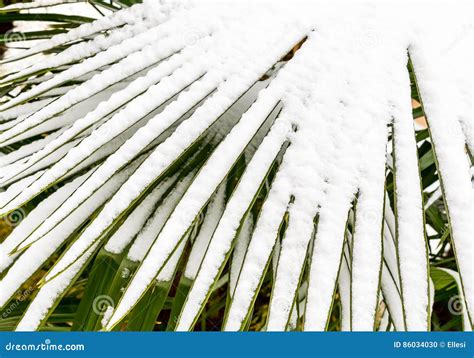 Leaves Of Palm Trees In The Snow Stock Photo Image Of Nature Snow