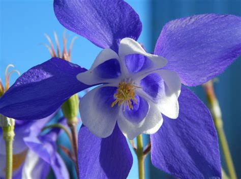 Das ist ein gruß, der zu jeder tageszeit passt. Akelei - Handelt es sich bei ihr um eine giftige Pflanze?