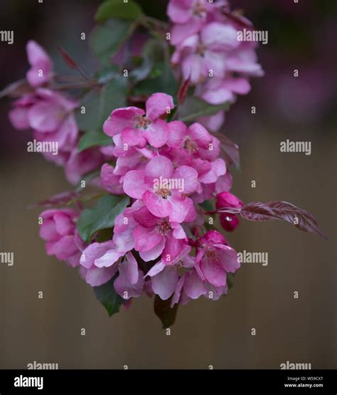 Pink Flowering Crabapple Tree Stock Photo Alamy
