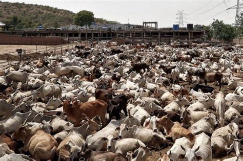 8 Cows Dead 450 Moved To Make Way For Pm Modis Video Conference