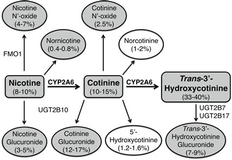 1 Major Pathways Of Human Nicotine Metabolism Metabolites Are Download Scientific Diagram