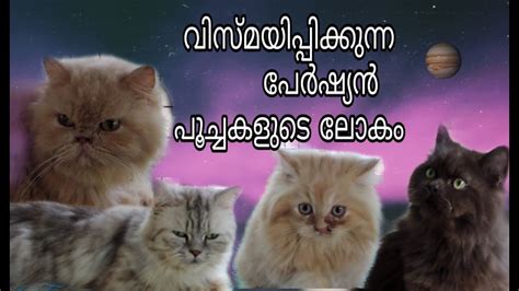 Royal persian cattery is the best and number cattery in kerala. പേർഷ്യൻ ക്യാറ്റുകളുടെ മാസ്മരിക ലോകം-Persian Cats for sale ...