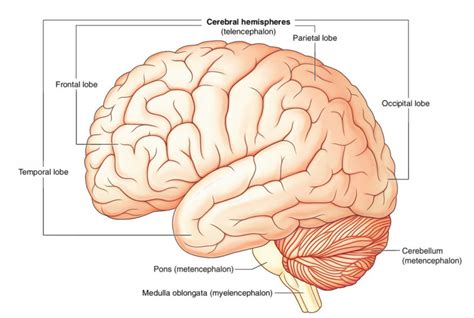 Parietal Lobe Structure Functions And Damage Earth S Lab