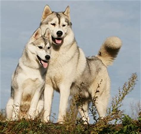 The breed's willingness to work and love of exercise is matched with a friendly and gentle nature. How Much Do Siberian Husky Puppies Cost