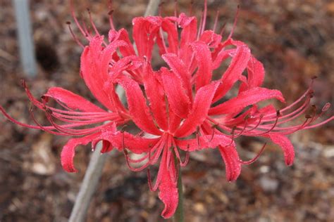 Red Flash Lycoris Spider Lilies Bulbs Radiata Hurricane Lily Cluster