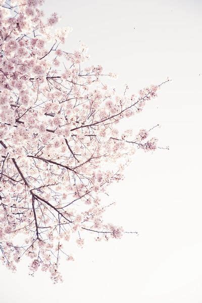 Cherry Blossom Art Print By Neon Wildlife Society6 Latar Belakang