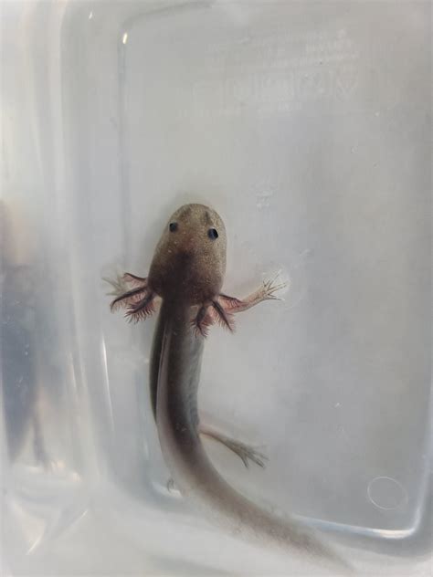 Question Axolotl Or Tiger Salamander Larvae R Fishkeeping