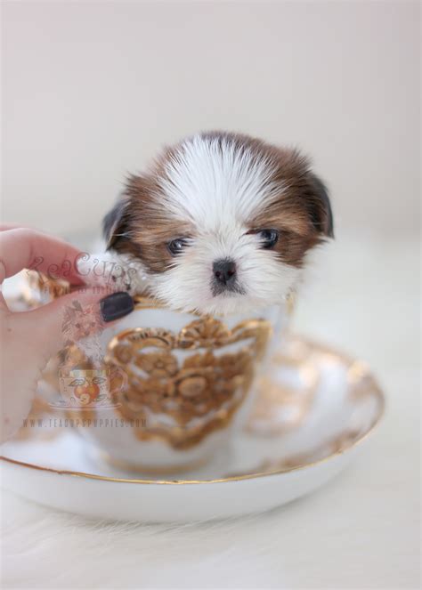 Chocolate Shih Tzu Puppies South Florida | Teacup Puppies & Boutique