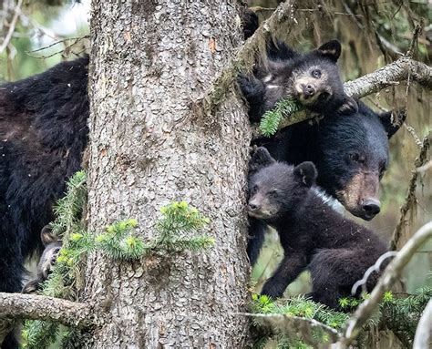 Momma Bear And Her 3 Cubs Can You Spot All 3 Such A Good Mom