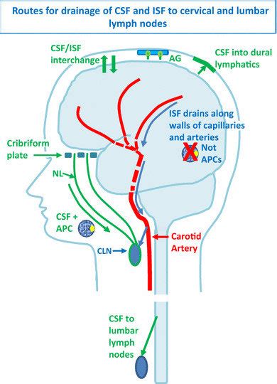 Drainage Pathways For Csf And Interstitial Fluid Isf To Cervical