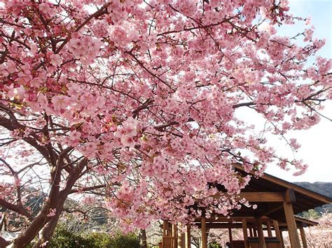 Look First Pictures Of The Cherry Blossom Season In Japan When In Manila