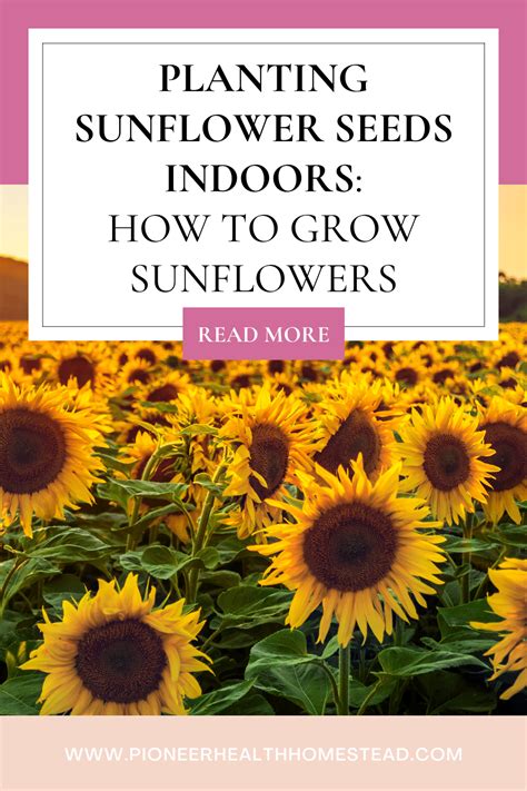 Planting Sunflower Seeds Indoors How To Grow Sunflowers Pioneer Health Homestead