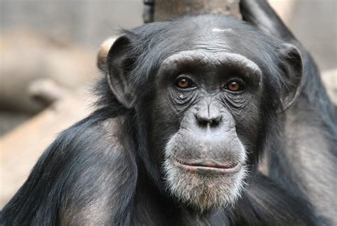 Chimpanzee Dna Sheds Light On Human Brain Evolution Qps