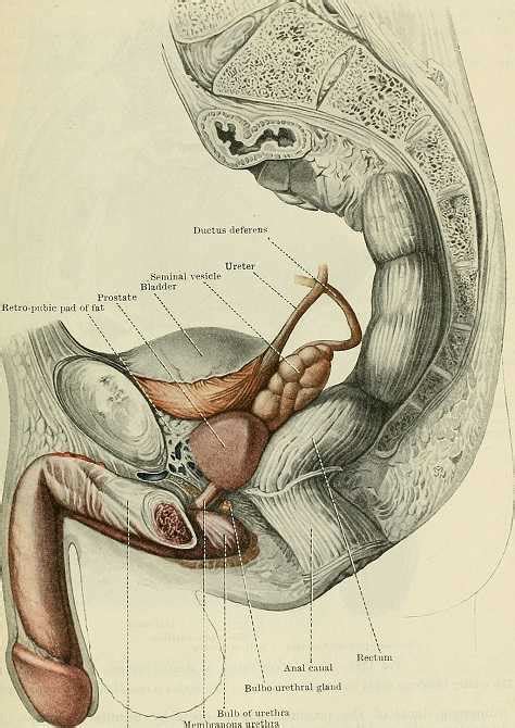 A lot of people ask me if they can use my art as reference and i dont advice to. Herman & Wallace Pelvic Rehabilitation Continuing Education - Oncology of the Pelvic Floor Level 2A