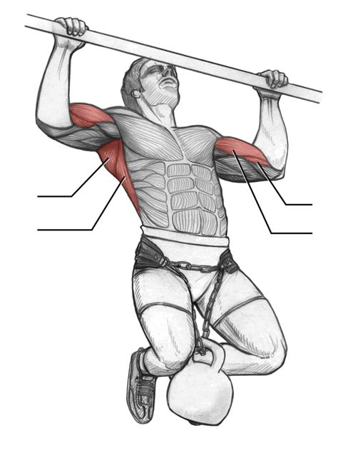 Manual De Fuerza Anatomia Y Entrenamiento Completo Con Dibujos