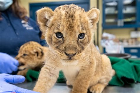 News Female Lion Cub Name Pittsburgh Zoo And Ppg Aquarium