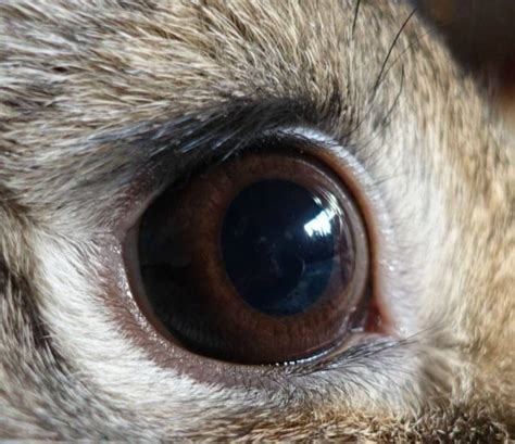 Глаза Кролика Фото — Фото