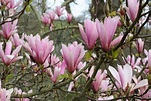 Plant Profile: Lily Magnolia (Magnolia liliflora)