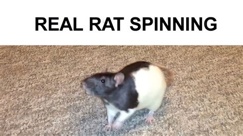 Real Life Horizontally Spinning Rat Youtube