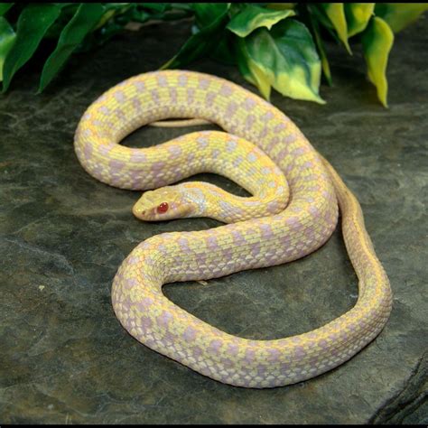 Garter Snakes Albino Checkered Babies Snake Pet Snake Snake