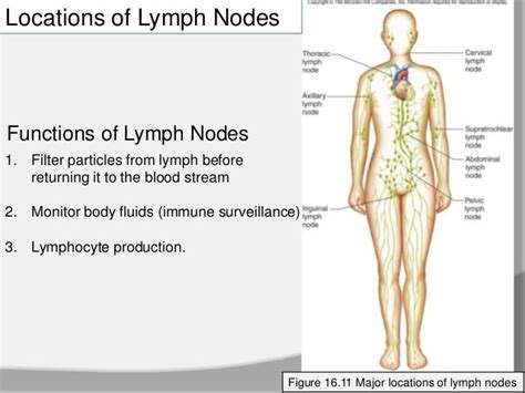 Section 1 Chapter 16 Lymphatic System