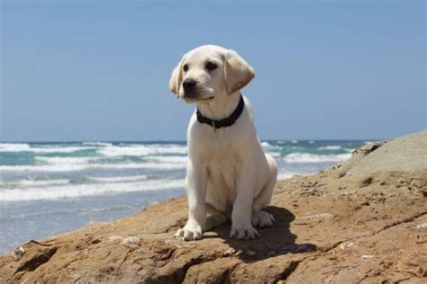 The White Labrador Everything You Need To Know