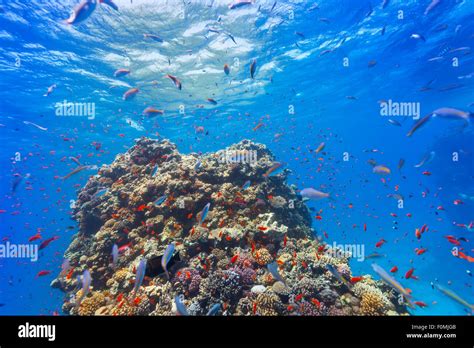 Underwater Coral Reef Stock Photo Alamy