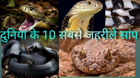 दुनिया के 10 सबसे जहरीले सांप 10 Most Poisonous Snakes In The World