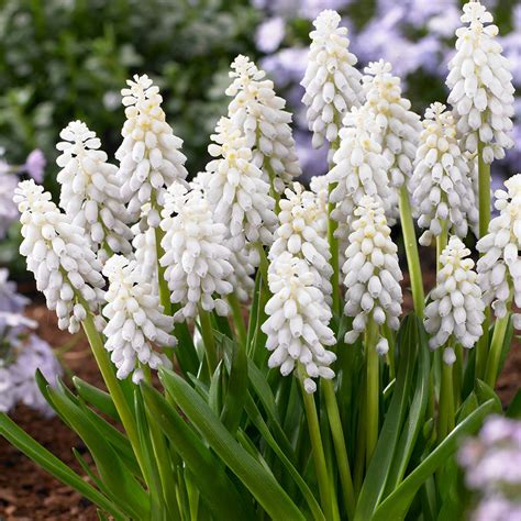 Buy Muscari Armeniacum Snowqueen Bulbs J Parkers