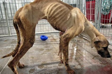 Northeast Dallas Woman Starved Dogs Left Them Covered In Feces Police Say