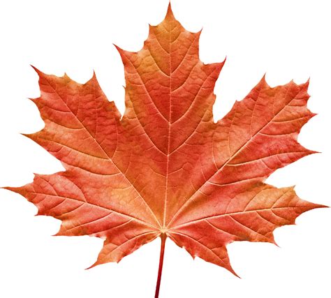Maple Leave Png Png Image Collection