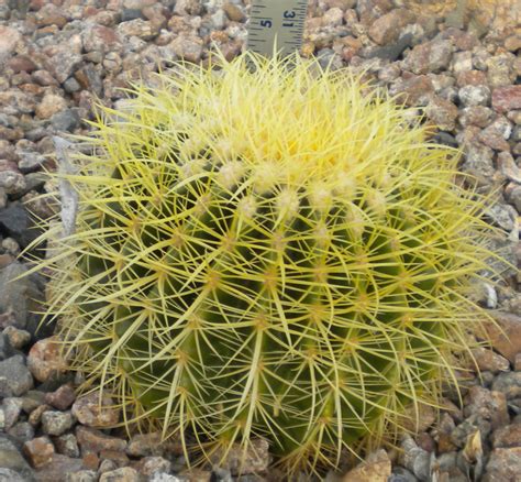 Guide To Desert Plants With Photos Part 1 Scw Desert Garden Club