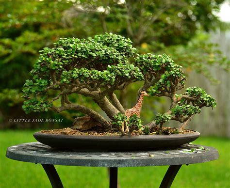 Portulacaria Afra Dwarf Jade Bonsai Tree Forest By Little Jade Bonsai