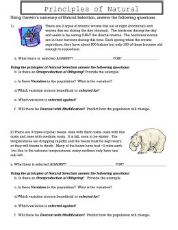 Work power and energy worksheets answers. Darwin*s Natural Selection Worksheet - Worksheet Template Tips And Reviews