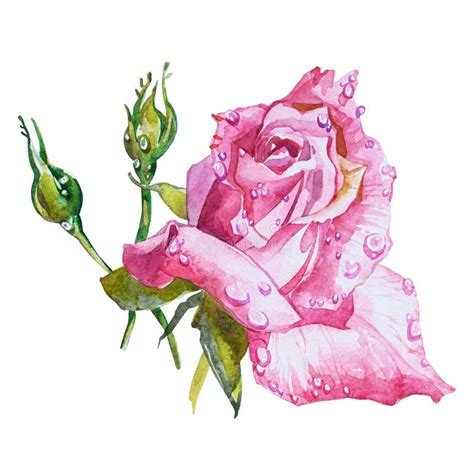 Watercolor Flowers Roses Stock Illustration Illustration Of Plant