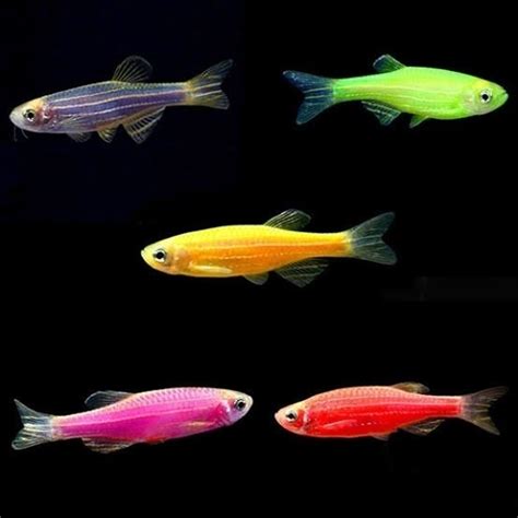 Multicolor Zebra Danio Fish 4 5 Year Size 1 4 Inch Rs 10 Piece