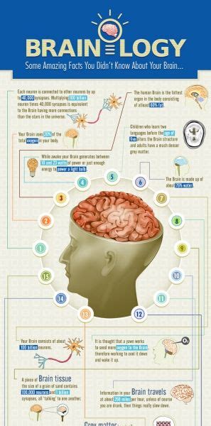 The Brain And Its Functions Are Depicted In This Poster