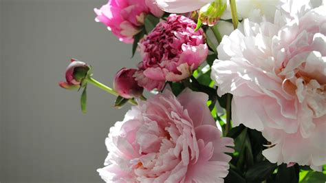 Wallpaper Pink Peony Flowers Gray Background 3840x2160