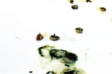 Pigeon Droppings Dirty Pigeon Bird Poop Concept Stock Photo Image