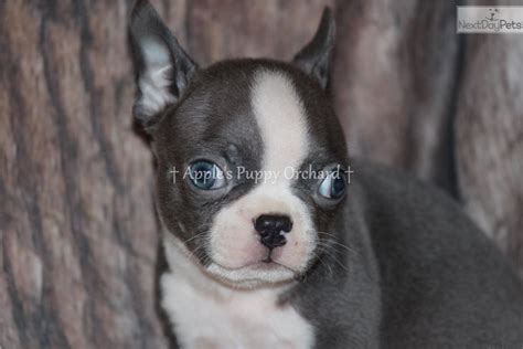 Click here to be notified when new boston terrier puppies are listed. Baby Blue: Boston Terrier puppy for sale near Dallas ...