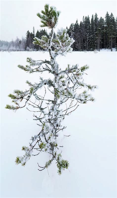 The Snowy Part Of The Year Photograph By Jouko Lehto Fine Art America