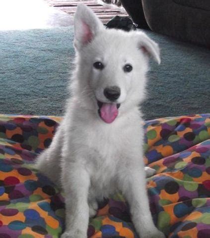 We have selected our shepherds for beauty, intelligence and loving, loyal dispositions. AKC WHITE GERMAN SHEPHERD for Sale in Burnettsville ...