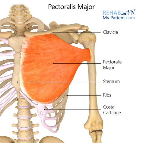 We had a woman actually dissecting a body out the back. Pectoralis Major | Rehab My Patient