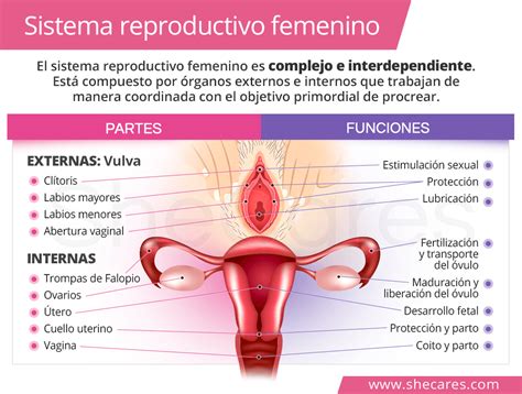 Funciones Y Partes Sistema Reproductor Masculino Femenino Y Ciclo