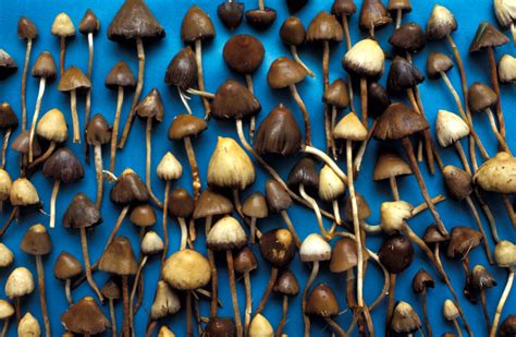 Magic Mushrooms Kill The Appetite