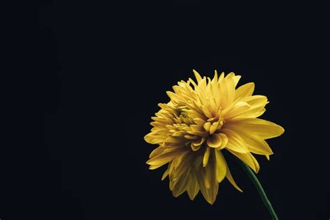 Beautiful Yellow Flower On A Black Background Stock Image Everypixel