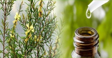 However, tea tree oil should not be taken orally. Tea tree oil is far more useful than you think. Here are 7 ...