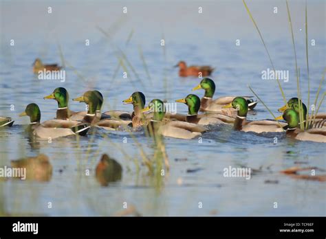 Many Ducks With Green Heads And Yellow Beaks With Black And White Tails