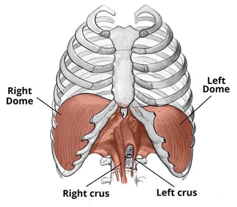 Diaphragm Muscle Anatomy Function Exercise